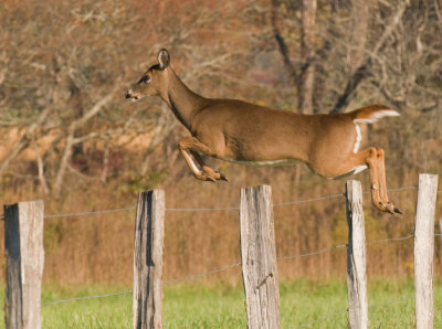 JPG CS Leaping Doe-1168.jpg