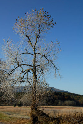 JPG CS Frosted Tree DSC_9429.jpg