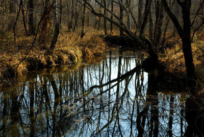 JPG CaS 1Treeflections DSC_0412.jpg