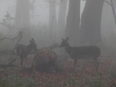 JPG CS Fog Does PC293431.jpg