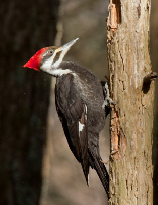 JPG 2A CS Pileated-3764.jpg