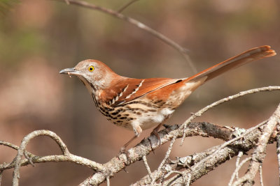 JPG C 1a Brown Thrasher-4802.jpg