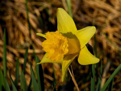 JPG CS One Daffodil DSC_0933.jpg