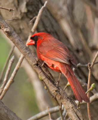 JPG CS Male Cardinal-5501.jpg