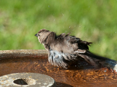 Bathing Beauty