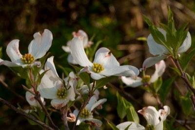 JPG CS 2a Dogwood-5587.jpg