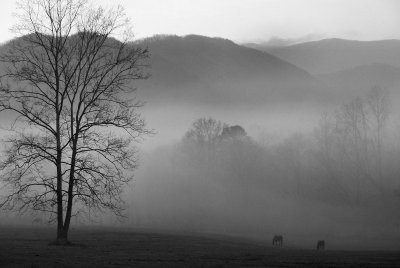 Three Horse Morning