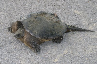 JPG CS 4 Turtle P5149511.jpg