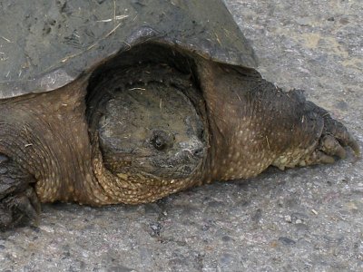 JPG CCS 2 Alligator SnappingTurtle  P5149508.jpg