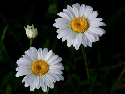 Two And A Half Daisies