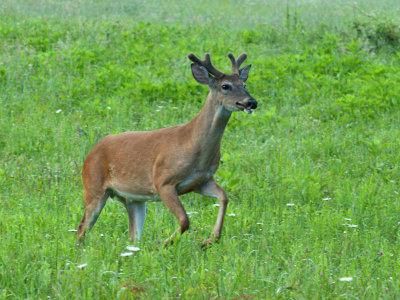 Prancing Buck