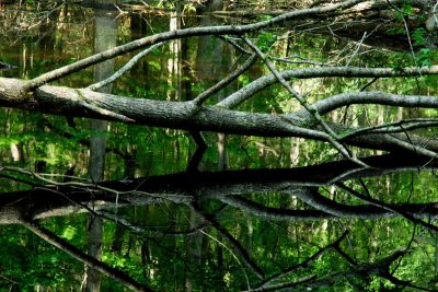 Entangled
