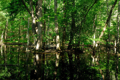 Sweet Gum Island