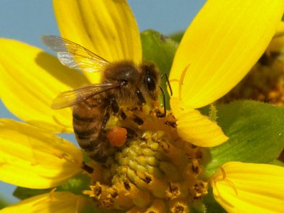 JPG CCS Bee Pollen -9096.jpg