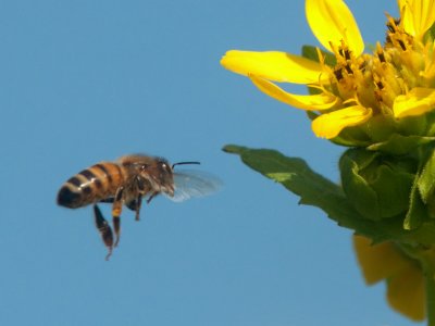 JPG CS Bee In Flight -9085-2.jpg