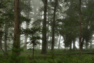 Magic Forest