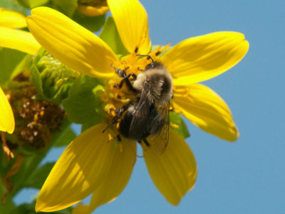 JPG CS 3 Bumblebee -9376.jpg