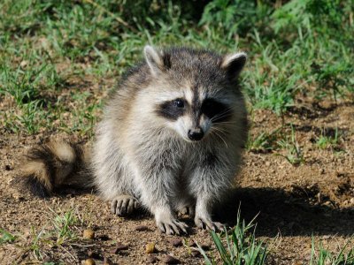 JPG CS 6 Little Coon DSC_5449_021.jpg
