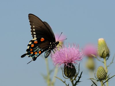Swallowtail & Thistle