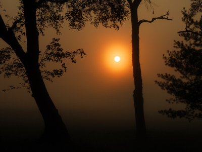 Sunrise & Fog