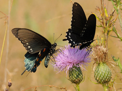 JPG CS 2 Two Swallowtails DSC_6023_106.jpg