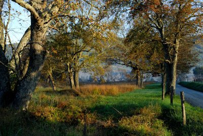 Autumn Way