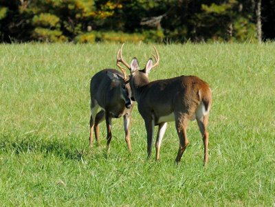 The Big Staredown