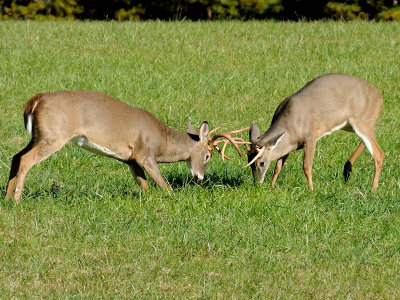 g1/78/33078/3/129798046.28RoeuBN.jpg