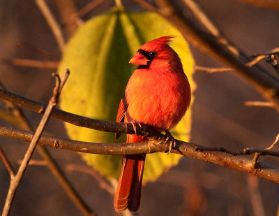 Red In The Golden Hour