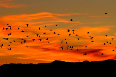  Geese At Sunset