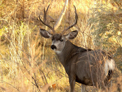 Big Buck In The Brush