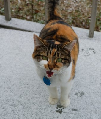 Miss Kitty In The Snow