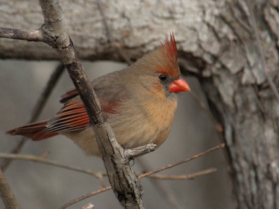 Lady Cardinal