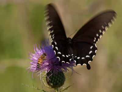 Bee & The Butterfly