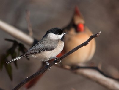 Chickadee & The Lady Cardinal