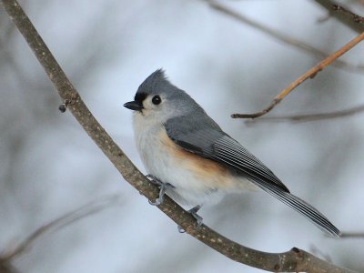 Tufted Titmouse On A Snow Day 