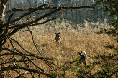 JPG CS Two Fleeing DSC_7385.jpg