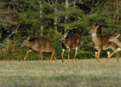 JPG CCCS Running Herd DSC_7636.jpg