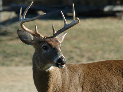 JPG CS Eight Point Buck DSC_7953.jpg