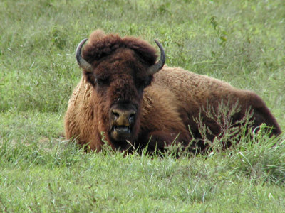 JPG CaS Bison Resting PA179489.jpg