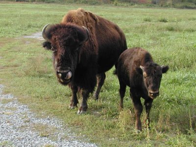 JPG CS 3Cow  Calf PA179557.jpg