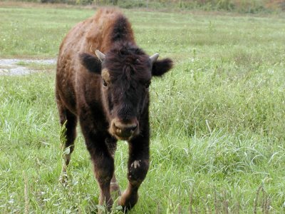 JPG CS Bull Calf Charge PA179535.jpg
