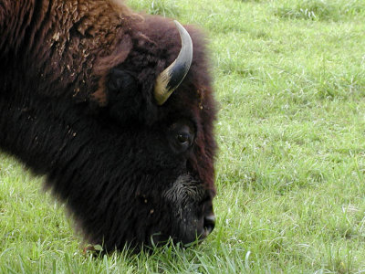 JPG CCS Bison Face PA179527.jpg