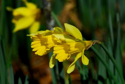 JPG CS 1853 Daffodils DSC_1853.jpg