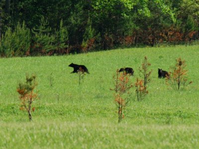 JPG CS 1Three Bears DSC_6085.jpg