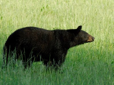 JPG CS 1Bear One DSC_6028.jpg
