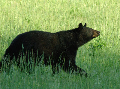 JPG CaS 2Bear One DSC_6026.jpg