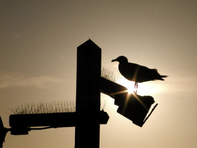 JPG CS Gull Sunburst P6111230.jpg