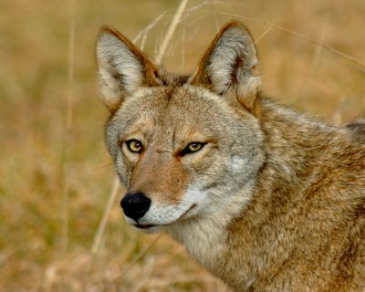 JPG 3CCS aCoyote Eyes DSC_4789.jpg