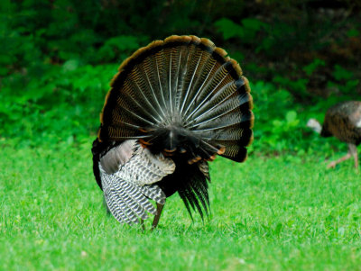 JPG CS Turkey Fan DSC_6867.jpg
